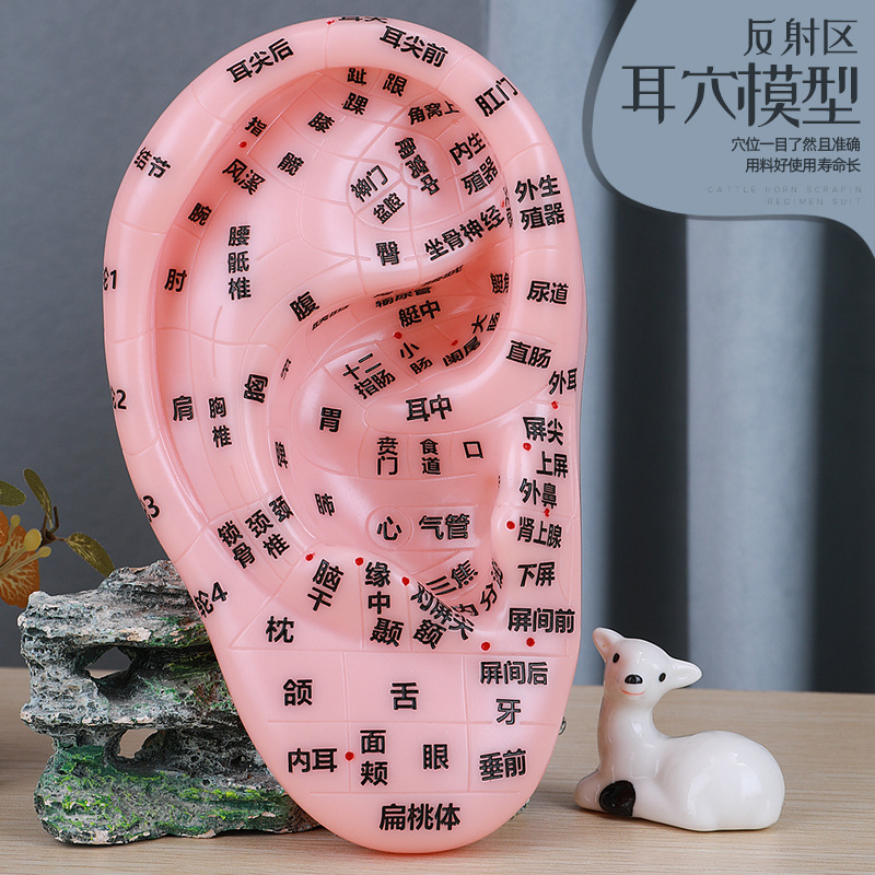 耳穴模型耳模型耳朵耳部反射区按摩穴位清晰刻字中医参考大号17cm