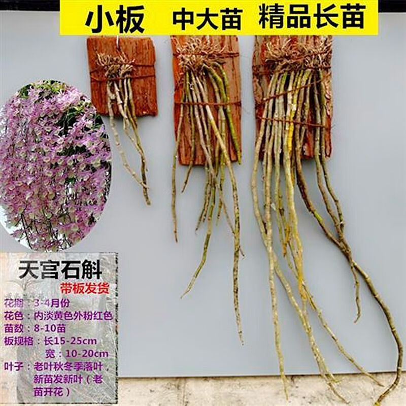帶板載好石斛蘭洋蘭帶木樁木板石斛盆栽綠植鐵皮金釵鼓槌球花石斛 天宮石斛長苗11-13苗一板