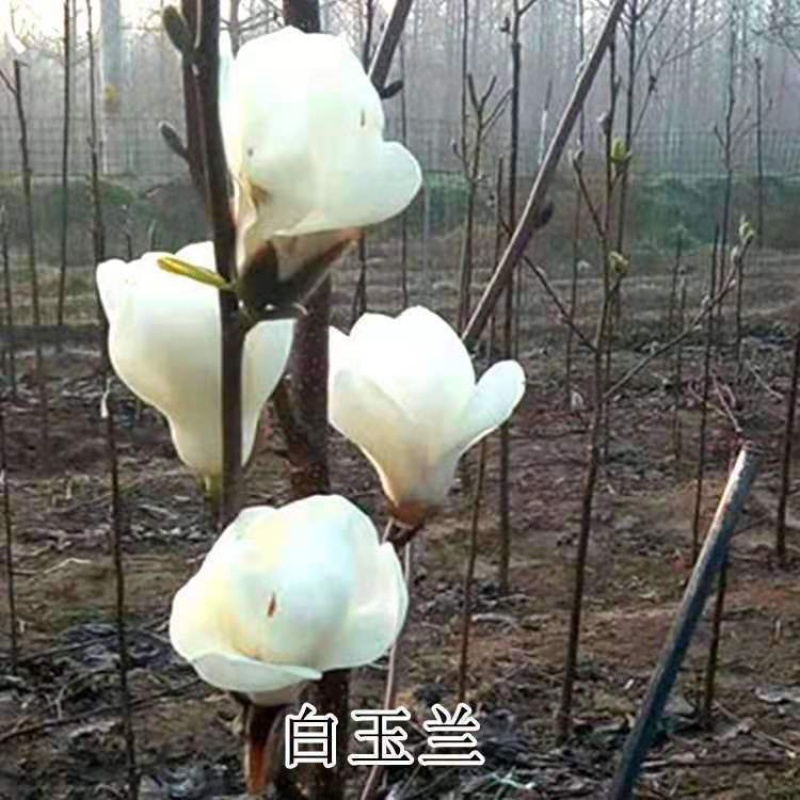 盆景玉兰花地载嫁接白兰花苗室内室外盆栽耐寒植物 白玉兰5年苗当年