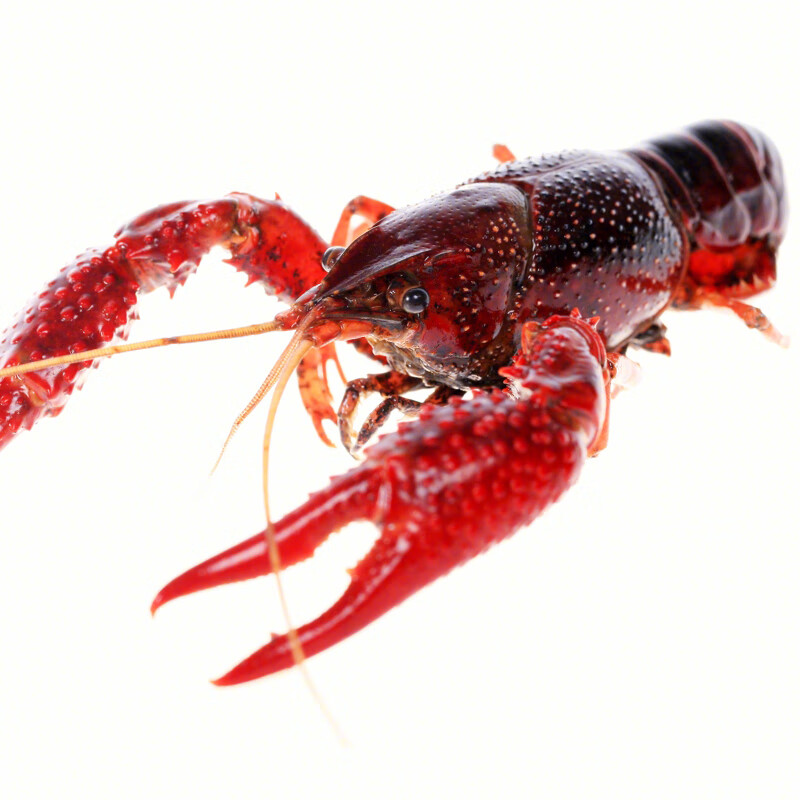 凡今仟味清水鲜活小龙虾 麻辣龙虾活 虾尾 小龙虾4-6钱 4斤装