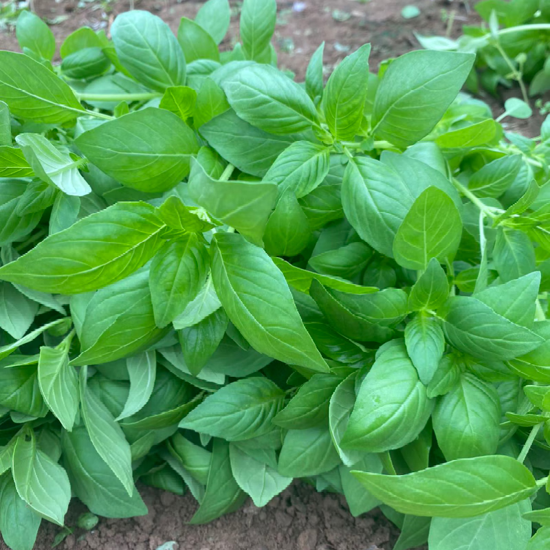 荆芥菜新鲜现摘现发河南荆菜大叶农家自种荆棘菜 带根新鲜荆芥 现摘现发一斤