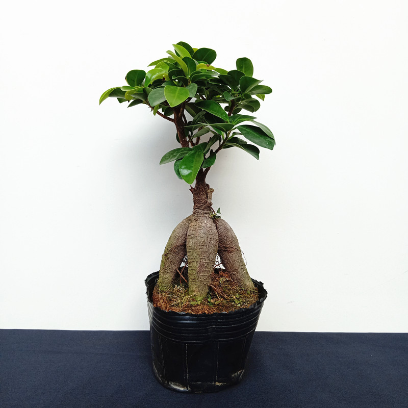 春花妙意人参榕小叶榕四季盆栽常青耐寒榕树造型树桩盆景苗室内盆栽