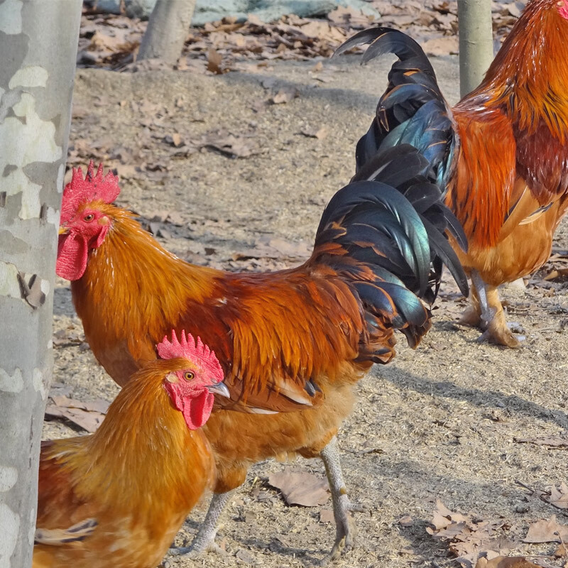 鲜物湾农家散养 2年老公鸡 正宗土公鸡 大公鸡现杀新鲜鸡肉