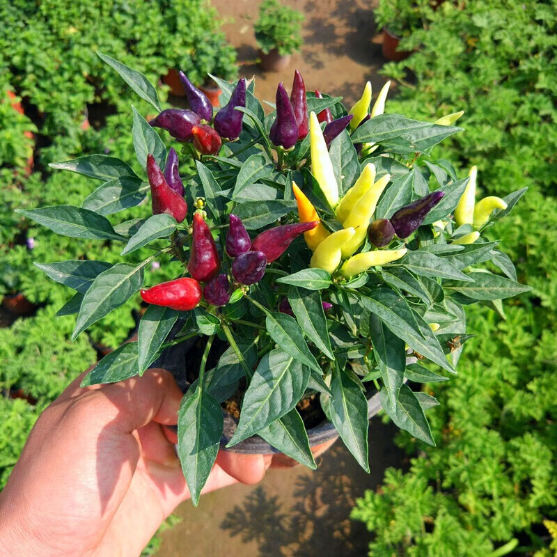 小米椒向天椒带果发货庭院阳台可食用一棵 五彩椒苗1棵【带果发货】