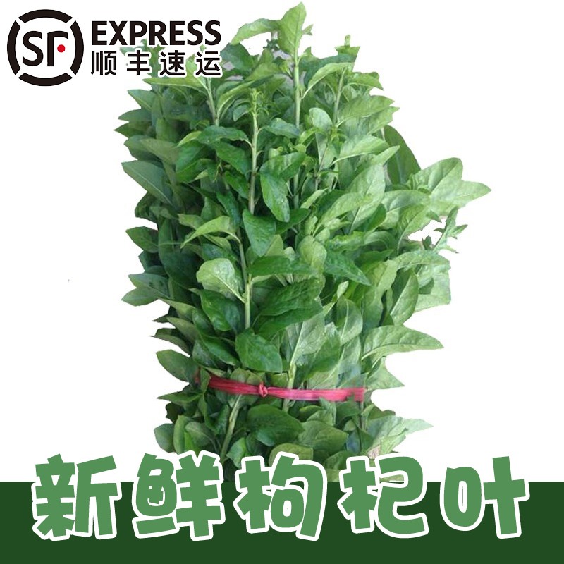 新鲜枸杞叶1斤 枸杞菜上汤菜露天菜园蔬菜 健康轻食 新鲜蔬菜发顺丰