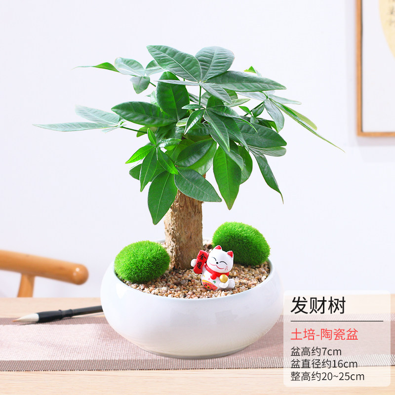 mojy发财树盆栽绿植植物办公室客厅室内盆景摆件观叶四季好养清新空气