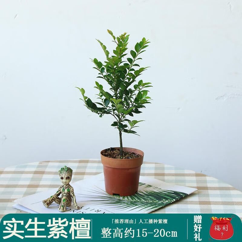 小叶紫檀树苗四季常青植物观叶花卉盆栽好养盆景 小苗 一棵 带盆栽好
