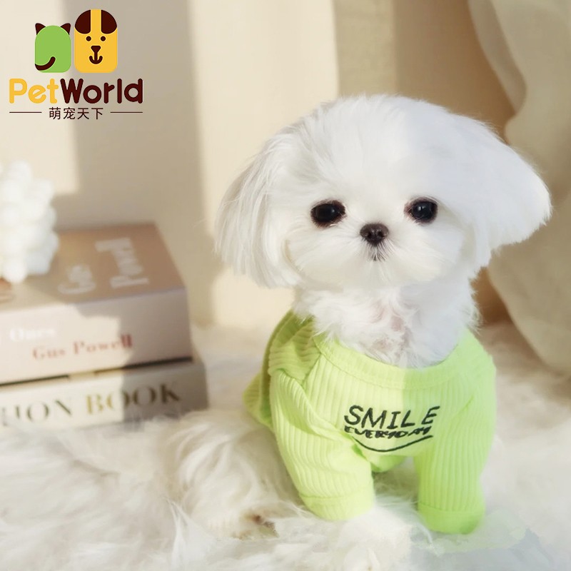 哼嘟(humdu)【30天健康保障】马尔济斯犬幼犬纯种马尔济斯茶杯犬宠物