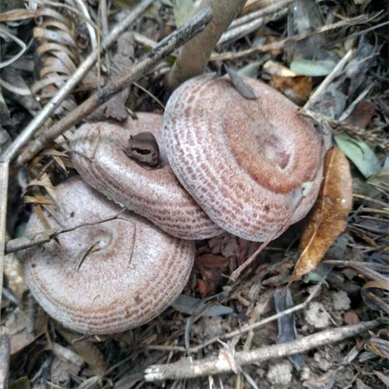 茗仟枞树菌 湖南丛菌 新鲜松乳菇 雁来蕈 枞树菌 雁鹅菌 松树菌 乌色