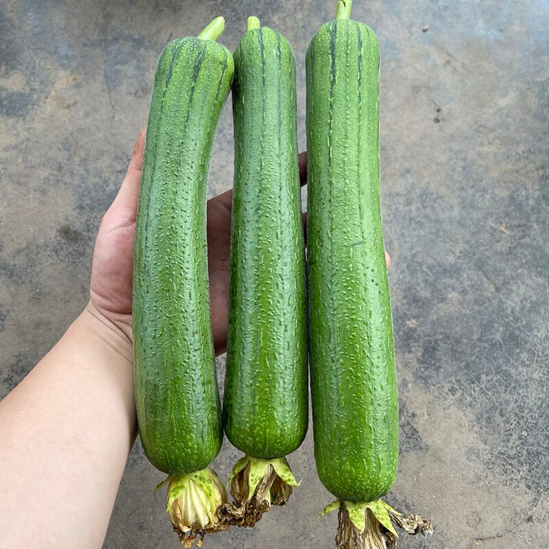 德骊嘉丝瓜新鲜绿皮短丝瓜孕妇香丝瓜农家自种现摘现发 5斤