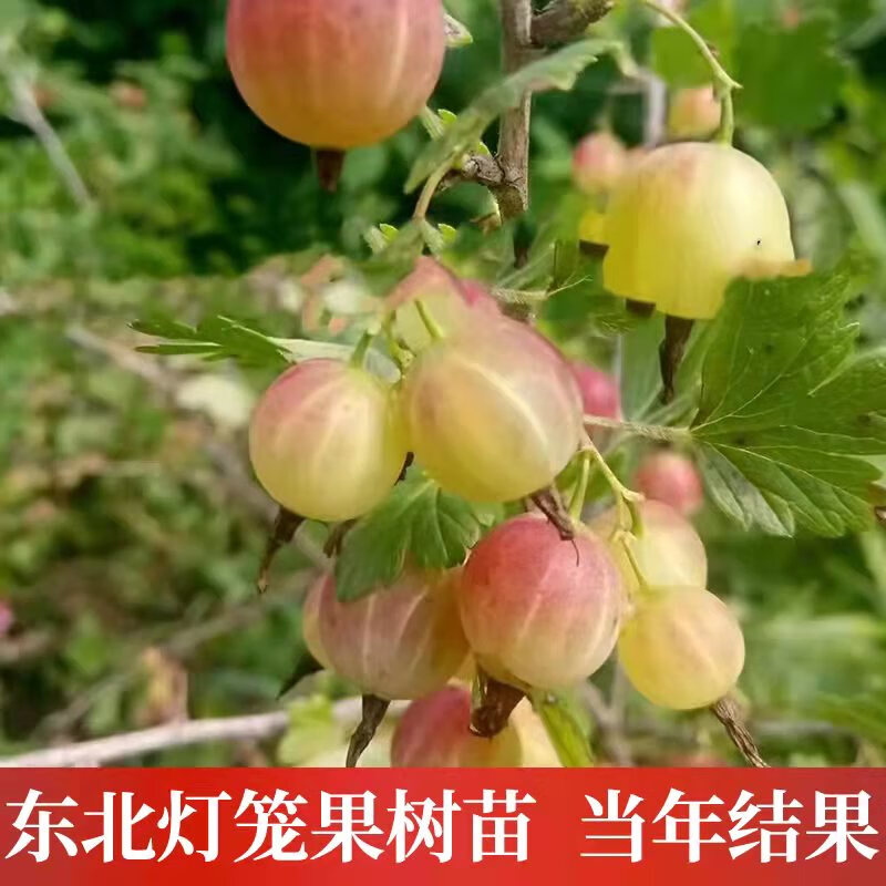 阳台陆地盆栽南北方种植果树抗寒当年结果 3年灯笼果《1棵当年结果》
