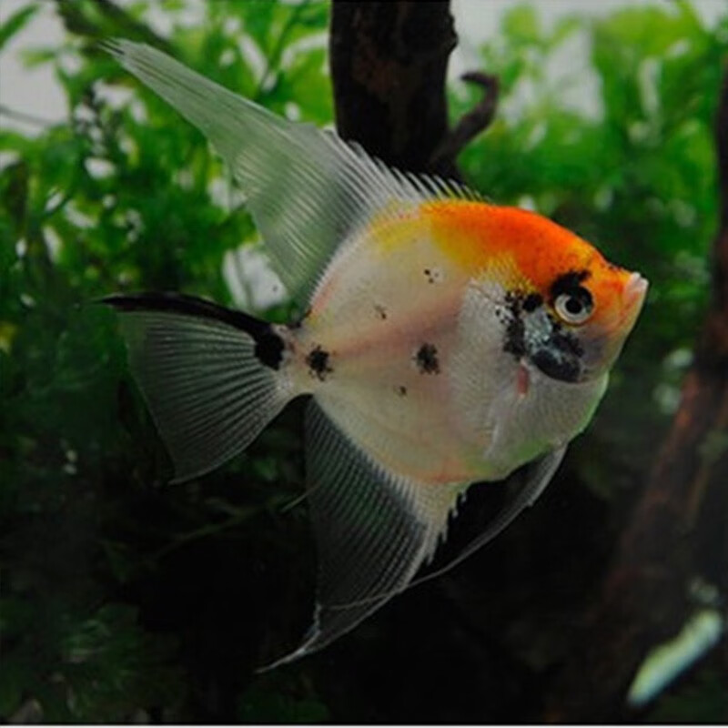 淡水鱼红头三色雪燕熊猫活体热带观赏鱼 中号红头三色神仙5条装3-4cm