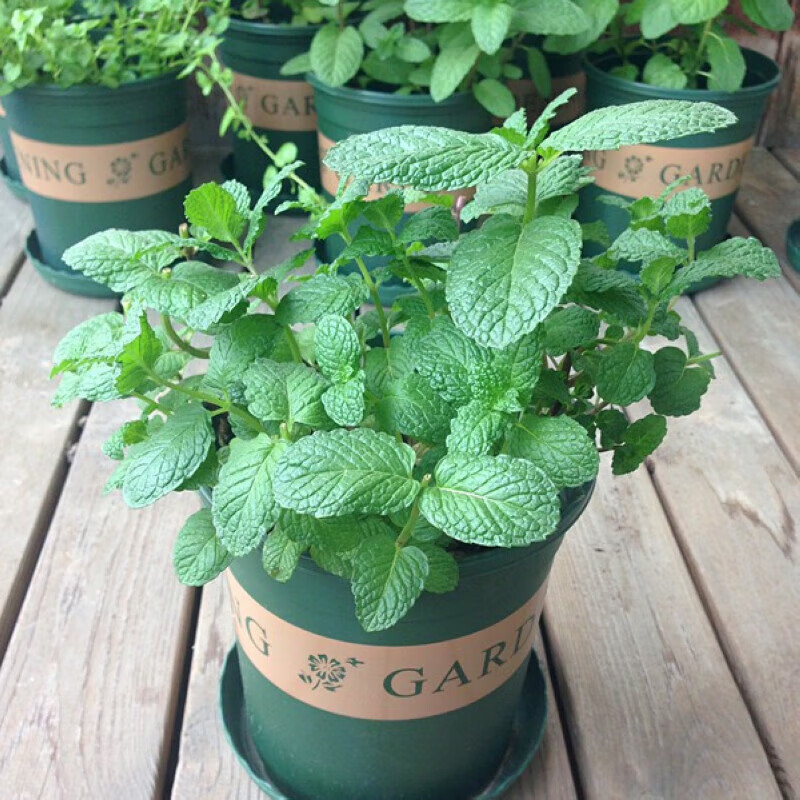 香水留兰香四季易种盆栽室内花籽驱蚊猫薄荷叶种孑 留兰香薄荷1000粒