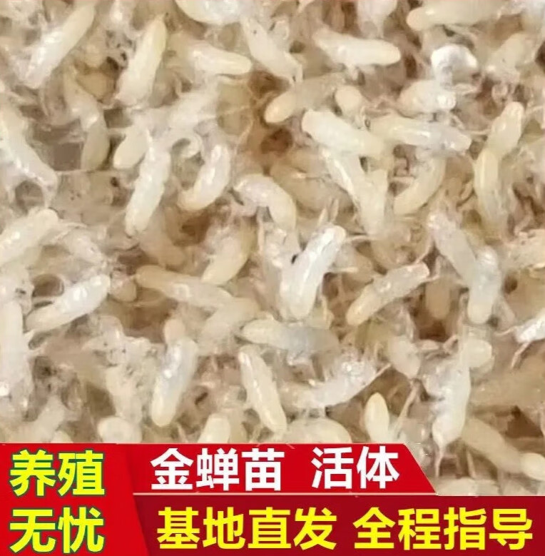 金蝉卵枝蝉卵枝金蝉种苗爬叉卵知了虫金蝉养殖金蝉知了猴幼 2盒8000只左右