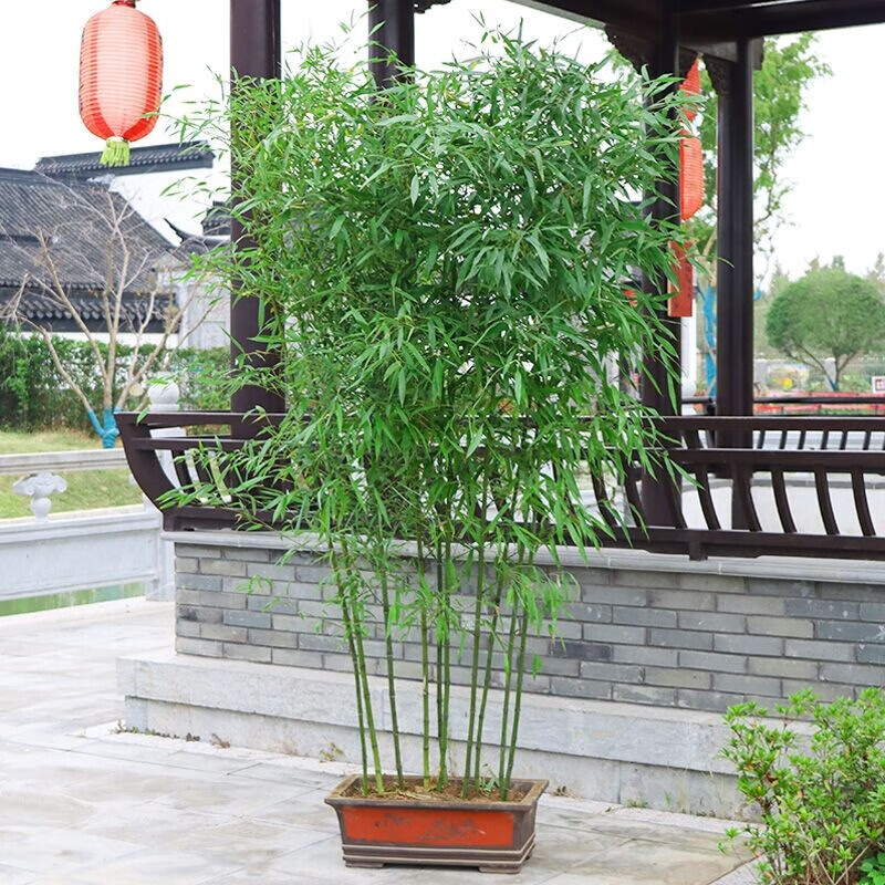 如月观赏竹子苗青竹庭院围墙观赏植物绿化苗青竹苗庭院竹子苗庭院绿篱