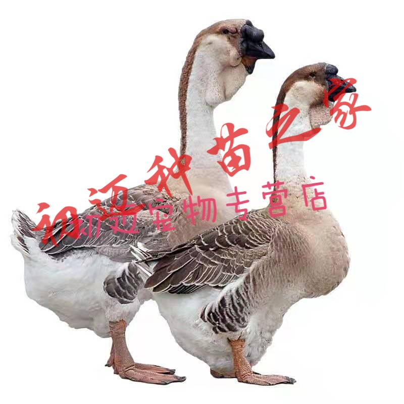 淼然阁正宗大种狮头鹅苗狮头鹅鹅苗鹅活苗活的鹅苗灰狮头鹅鹅苗 纯种