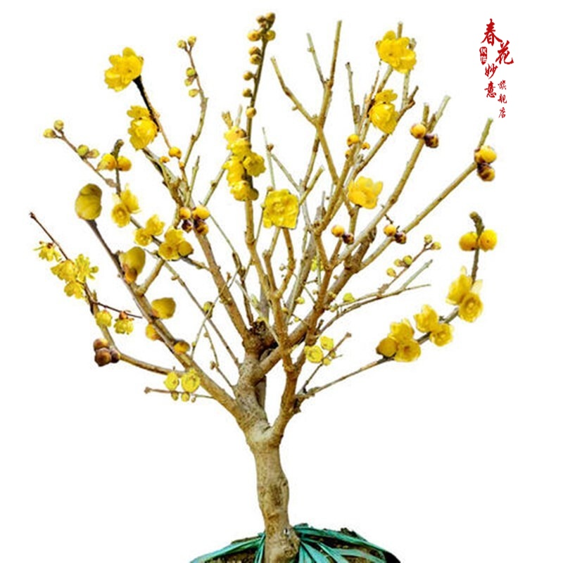 春花妙意庭院风景树原生腊梅花树苗浓香腊梅当年开花地栽盆栽素心腊梅红梅 腊梅盆栽6年苗( 不含盆 京东折扣/优惠券