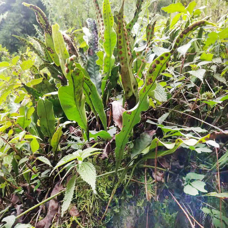生新鲜鸭脚草整株 金鸡脚 金星草中药材农家现挖现发半斤到1斤 根茎叶