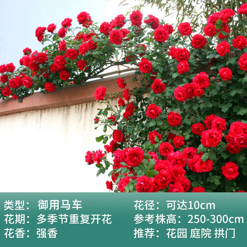 适合庭院种的花卉爬藤特大花啬薇花苗花期超长 01御用马车 蔷薇10棵