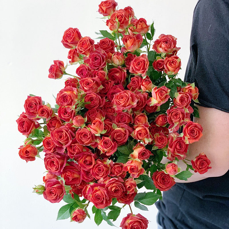 玫瑰花苗特大花卉浓香绿植物切花盆栽蔷薇月季阳台庭院 巧克力泡泡 不