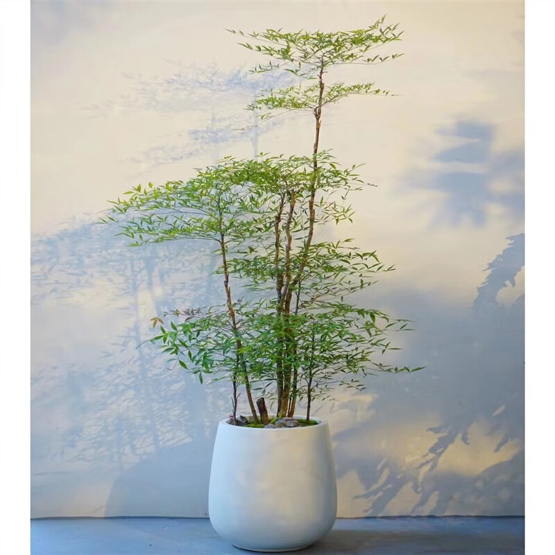 奔新农大型南天竹老桩南天竺禅意造型绿植庭院造景阳台客厅室内植物