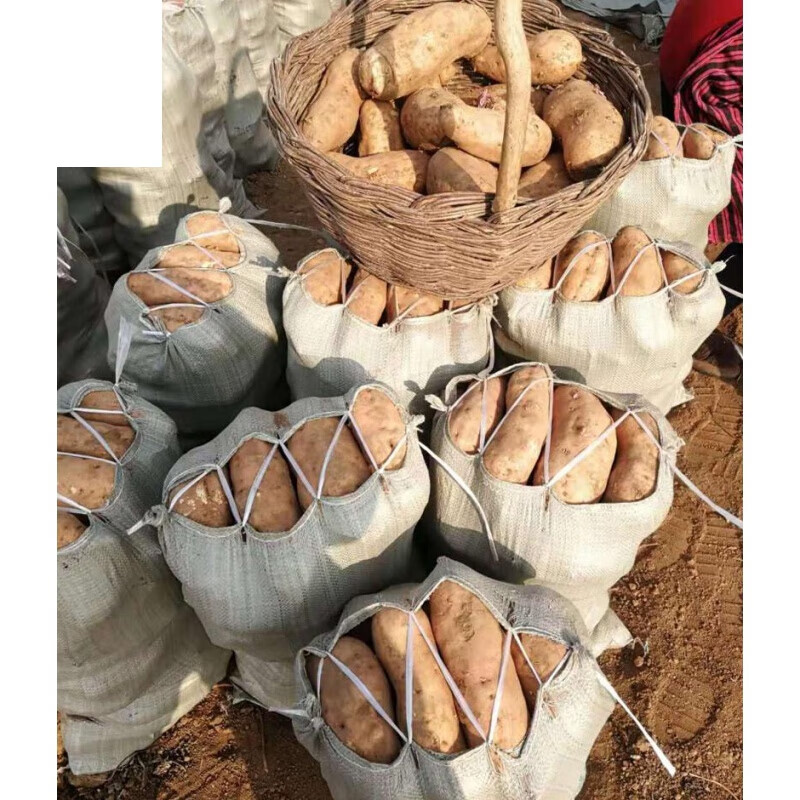 虎钢馋新货易县狼牙山特产黄瓤黄心黄皮地瓜 红薯新鲜北京红红薯5斤