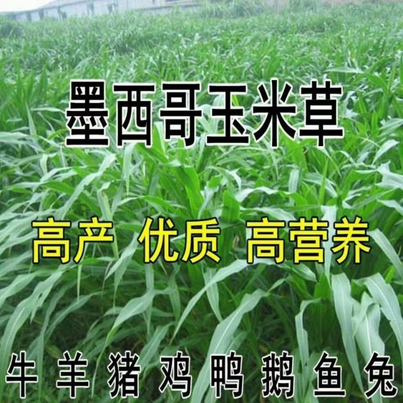 萌蕴(mengyun)进口墨西哥玉米草养殖草种子耐热鸡鸭鹅猪牛羊鱼兔养殖