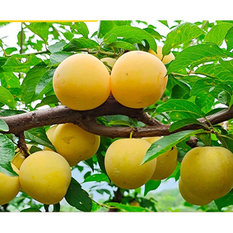 i四川纯甜蜂糖李子果冰糖李子正宗桃形李蜂蜜黄金奈李当季新鲜水果