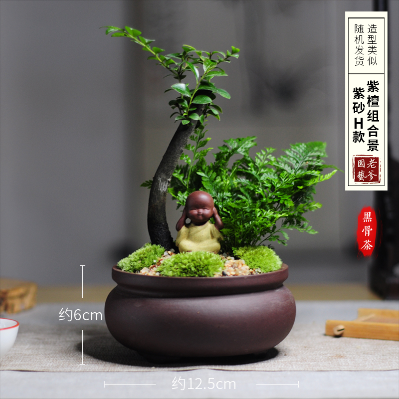 小叶紫檀黑骨茶独枝盆栽盆景绿植微景观四季常青办公室书桌阳台 紫砂h