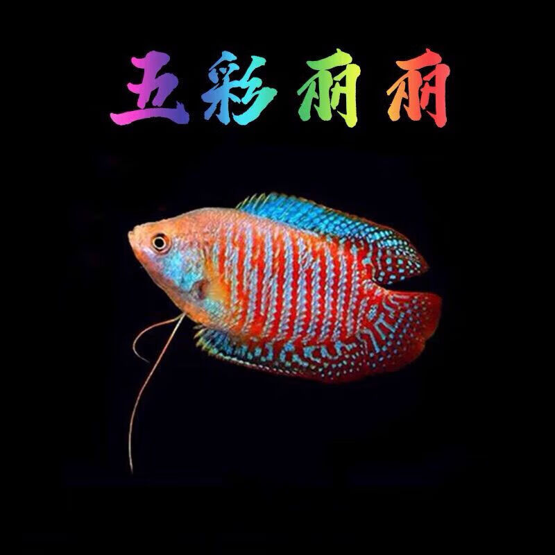 墨之瑶五彩丽丽鱼观赏鱼活体小型鱼血红丽丽热带鱼孔雀鱼淡水好养活