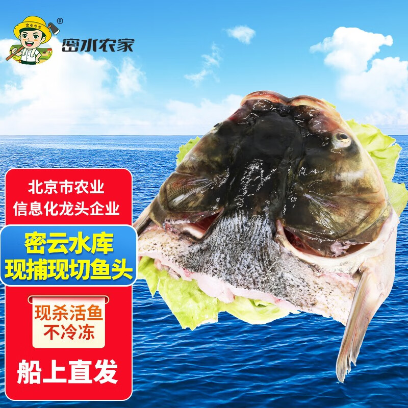 跑山密水农家正宗水库鱼 新鲜胖头鱼 现捕现杀 花鲢 整条大鱼生鲜生态