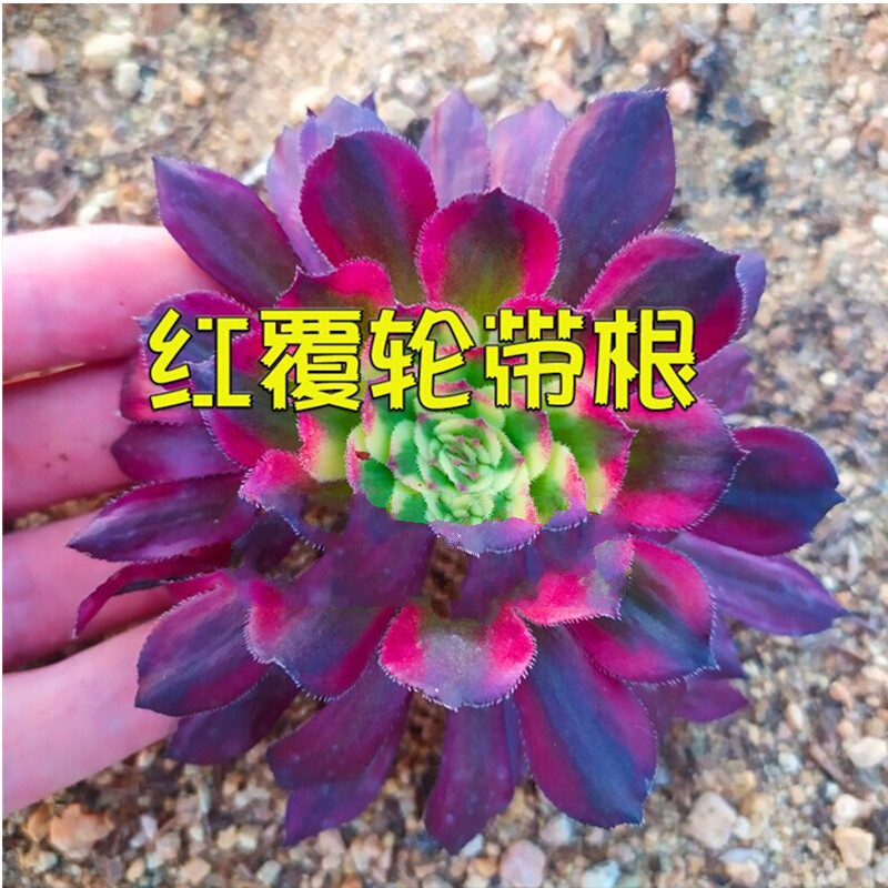 晗畅多肉植物法师红覆轮四季盆栽绿植办公室阳台组合盆栽植物花卉 红