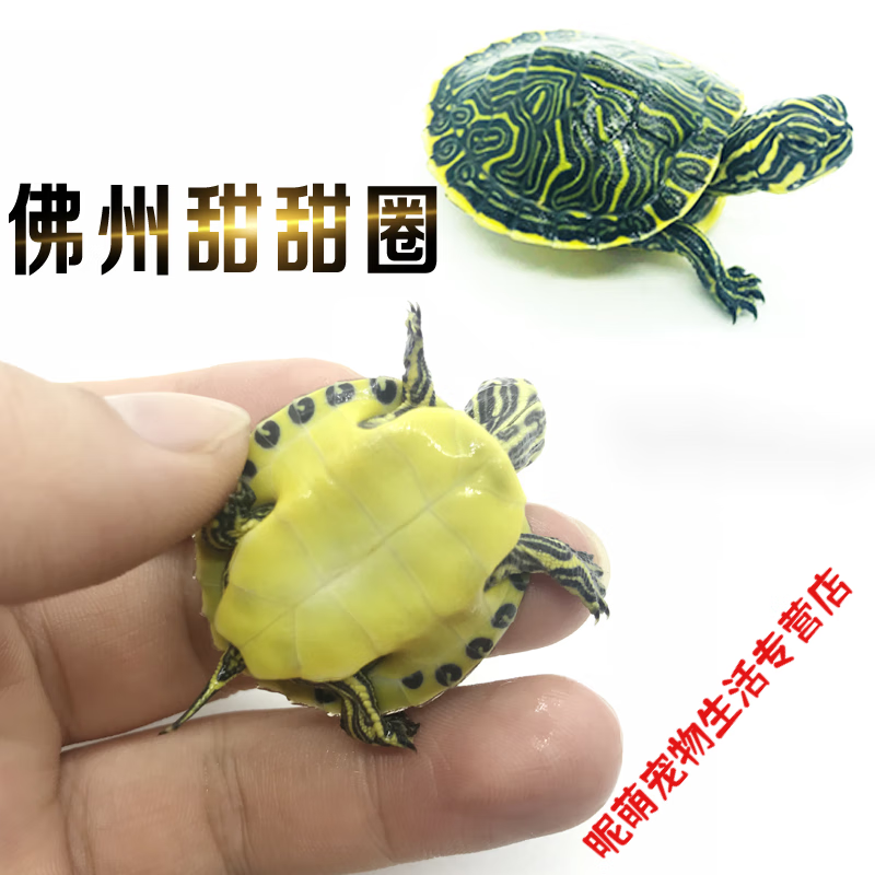 哥尼加拉瓜彩深水龟玩具活体宠物乌龟东部佛州 佛州甜甜圈3-4厘米 不