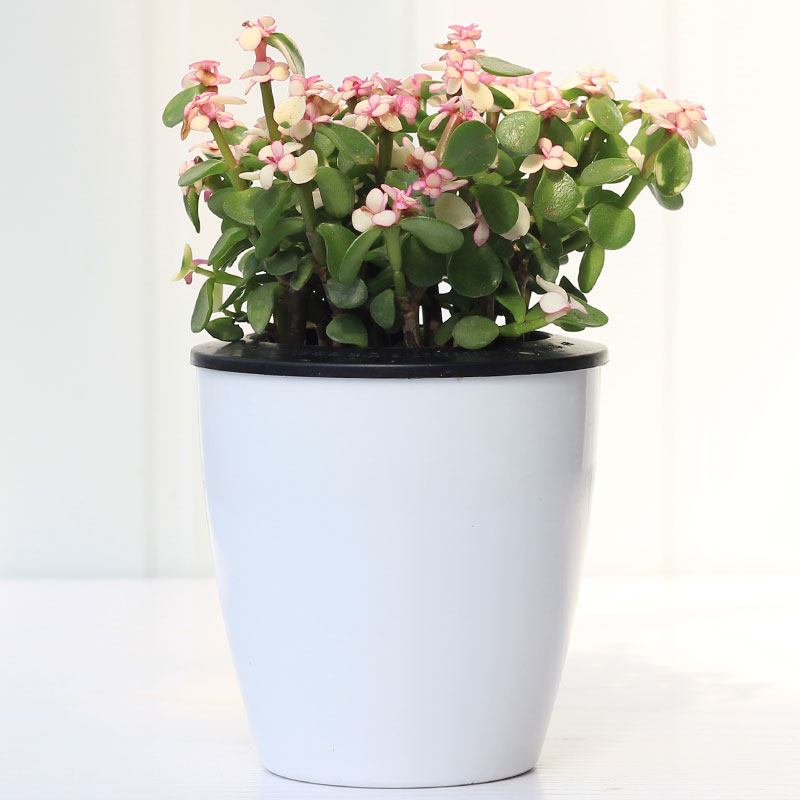 mojy桌面绿植植物室内绿色宿舍学生真花 金枝玉叶 带盆栽好