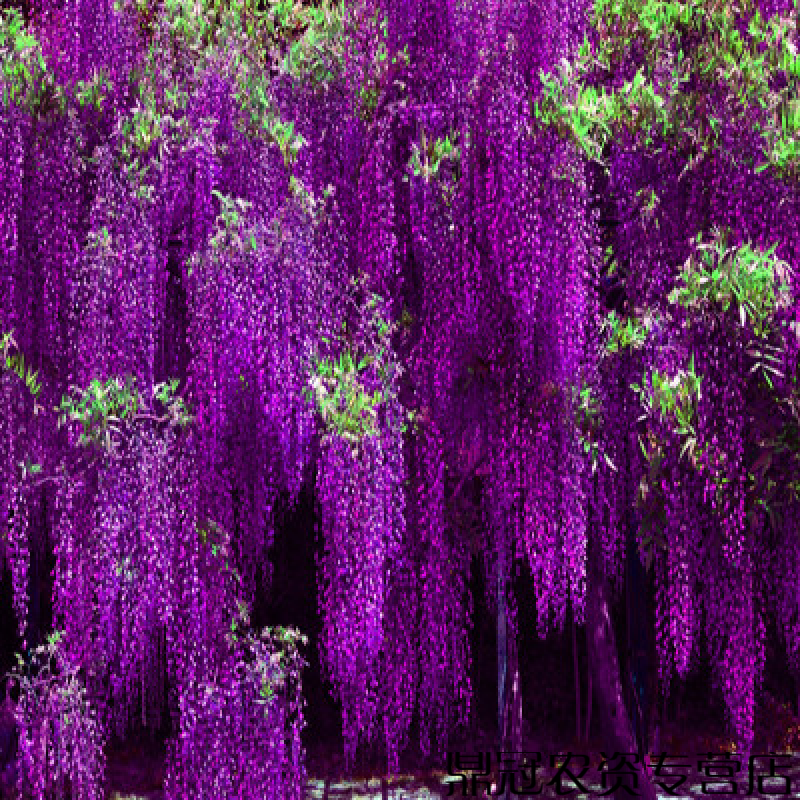 紫藤花树苗爬藤植物庭院围墙四季开花盆栽花苗绿植花卉藤蔓紫藤萝