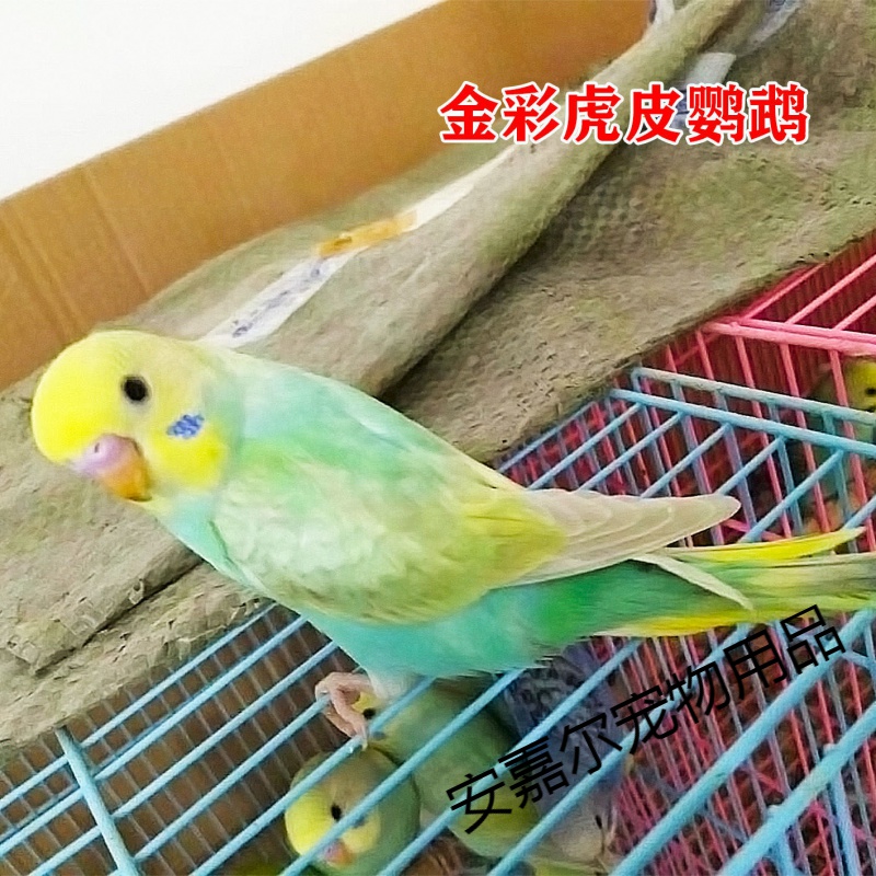 虎皮鹦鹉活鸟宠物鸟特色金彩鹦鹉特色玄风鹦鹉学舌鹦鹉活体 金彩