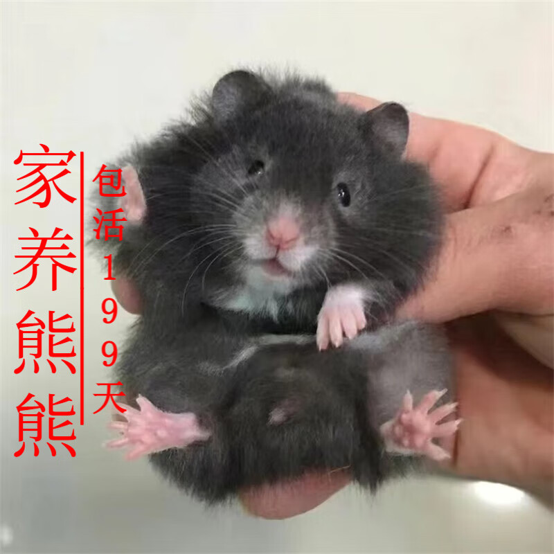 金丝熊活物已打疫苗小仓鼠长毛熊稀有家养卷毛熊活体宠物 长毛黑熊
