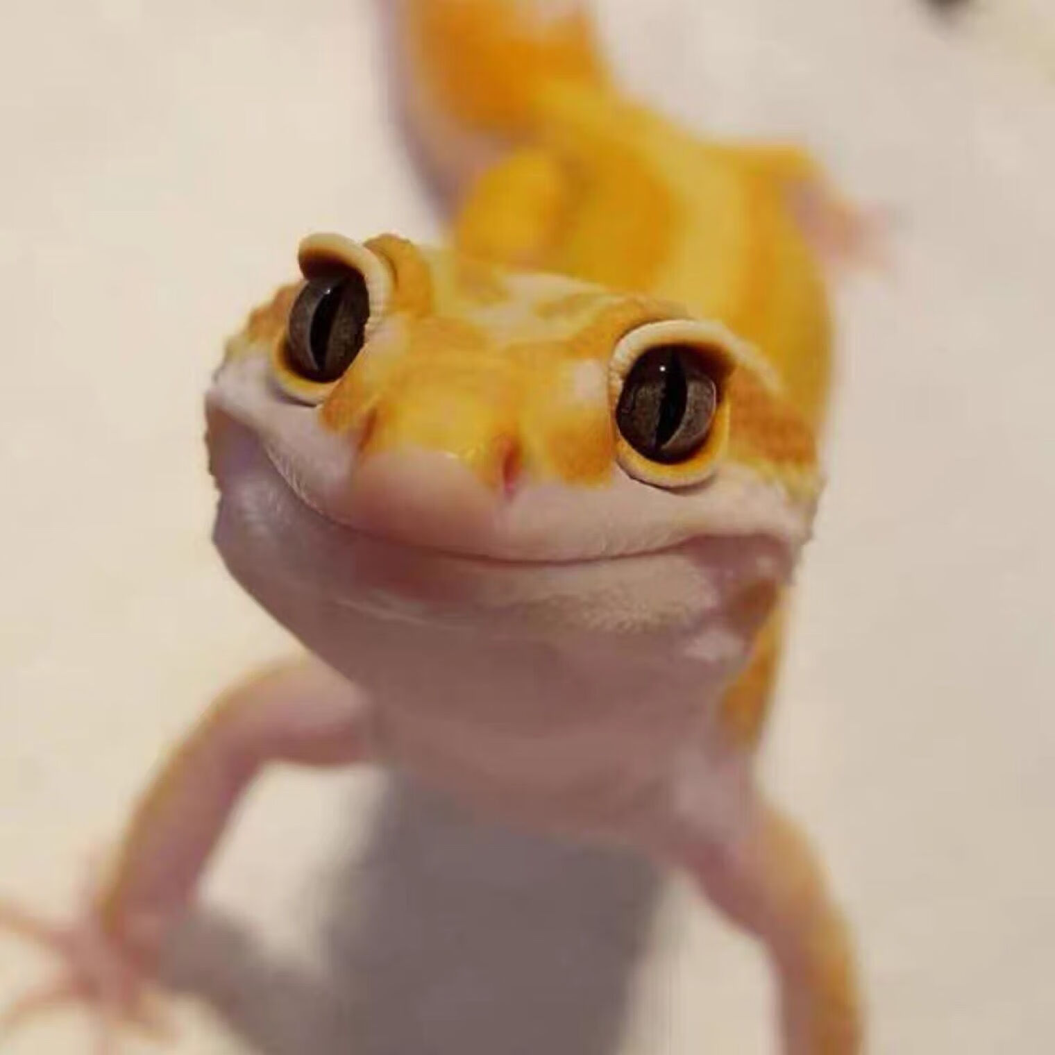 豹纹守宫新手入门爬宠爬虫可爱温顺好养基因多懒人宠物 豹纹守宫健康