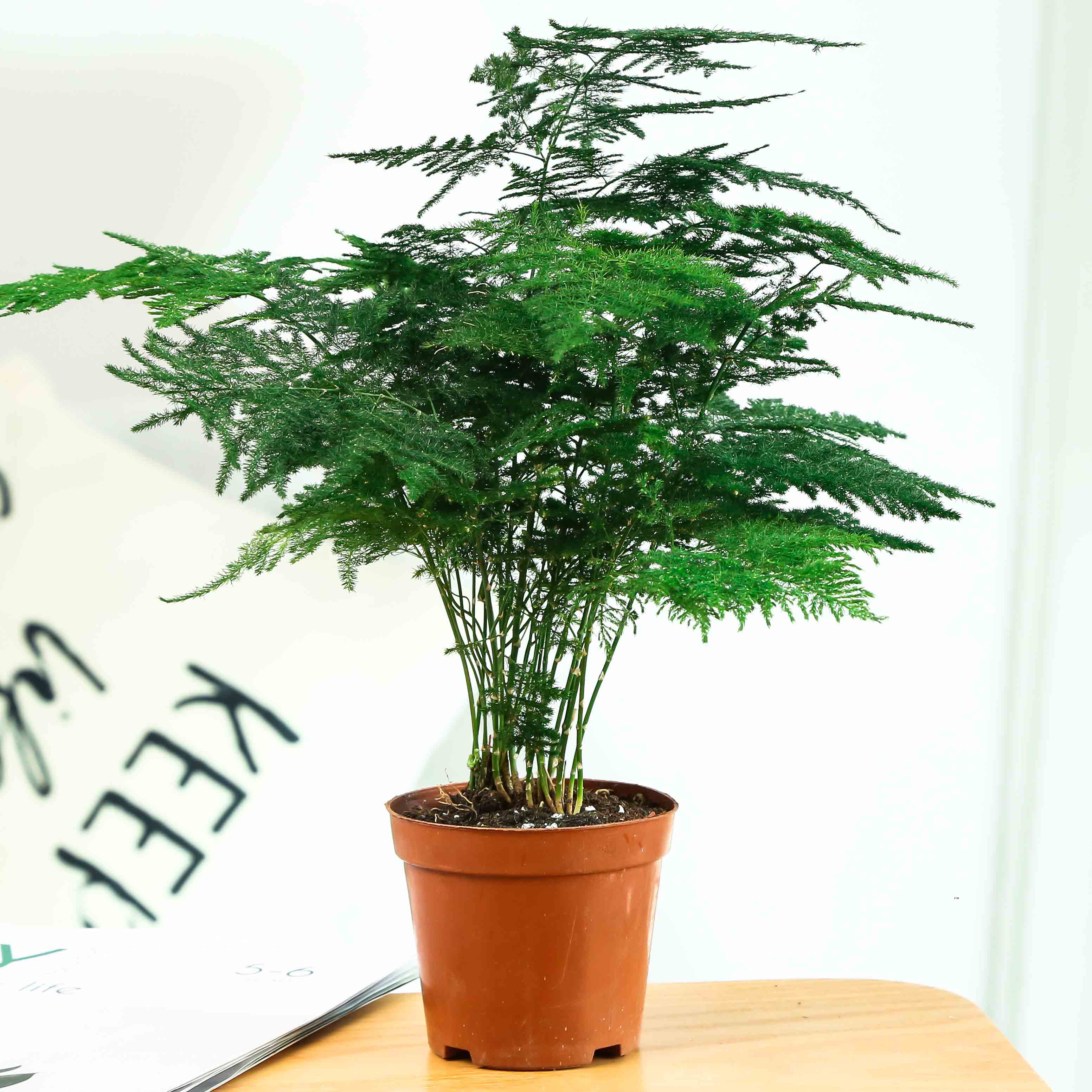 浅笑心柔文竹盆栽植物室内办公室绿植花卉盆栽盆景四季常青小盆栽