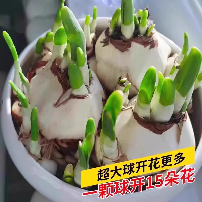 爱你一万年大重瓣漳州水仙花种球水养盆栽四季开花卉植物室内花绿植水培好养 漳州水仙花3球【周长16-20cm】 +营养液