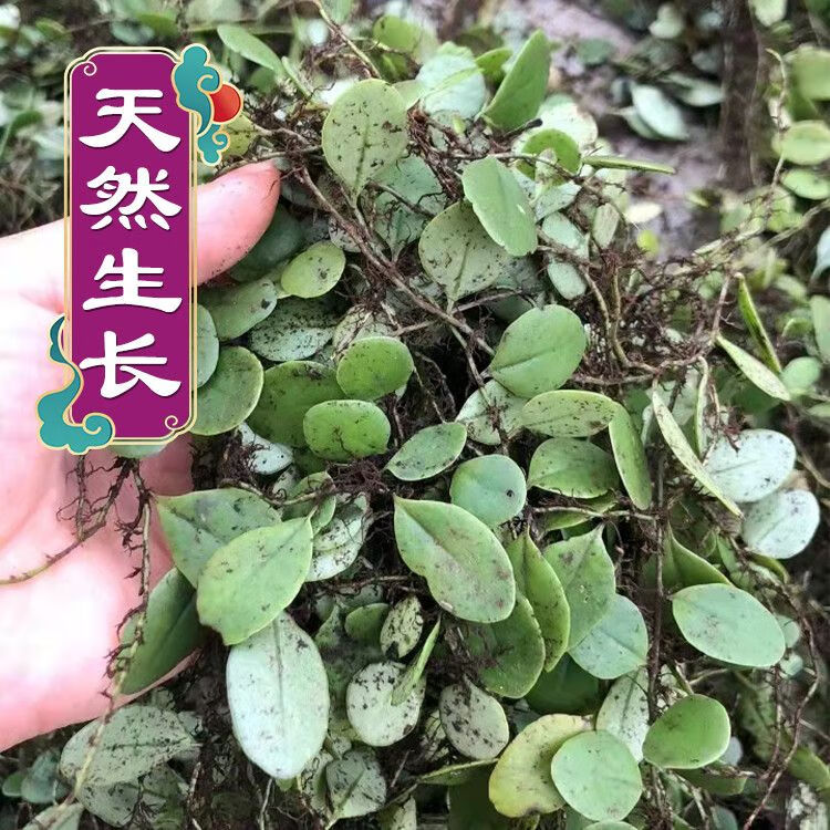 北京同仁堂新鲜抱石莲石瓜子鱼鳖草抱树莲瓜子草金龟藤 新鲜半斤