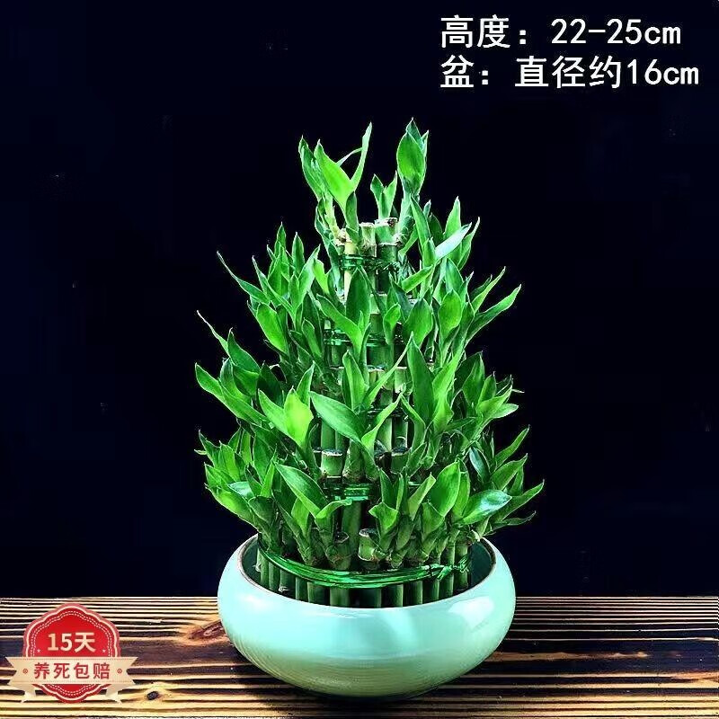 欢慧园林 富贵竹盆栽植物水养客厅招财驱蚊客厅卧室办公室绿植室内