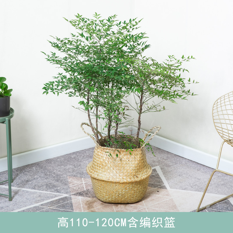 手机怎么看大型绿植价格曲线|大型绿植价格走势图