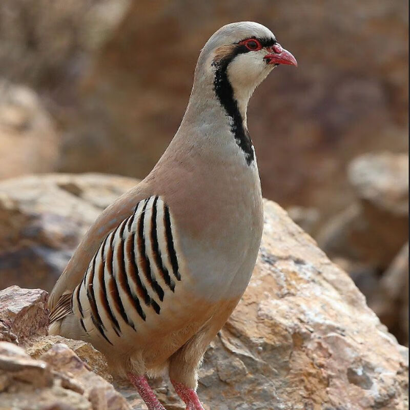 青年鹧鸪一公一母【2只】