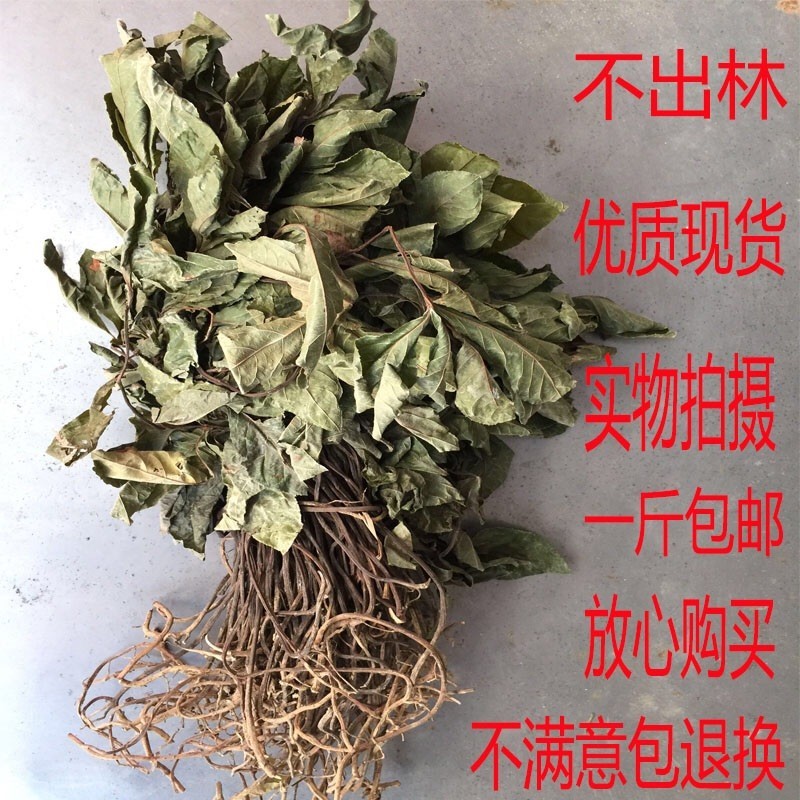 不出林中药材矮地茶 叶底珠 叶下红干品紫金牛500g平地木 图片色