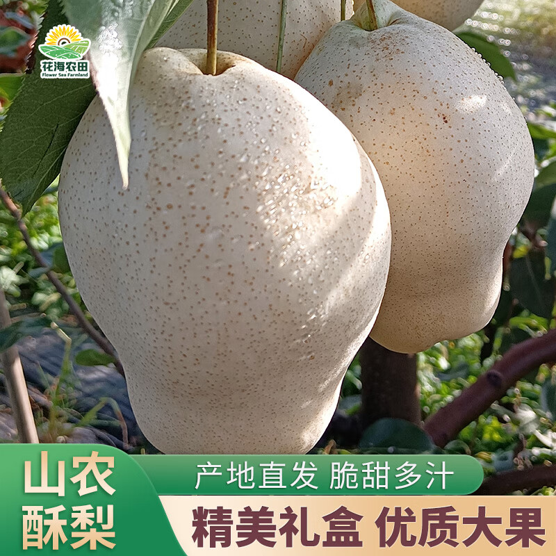 慧供正宗山农酥梨子新鲜当季水果脆甜薄皮多汁产地直发新果酥梨礼盒装 大果净重5斤装【6个 顺丰发货】