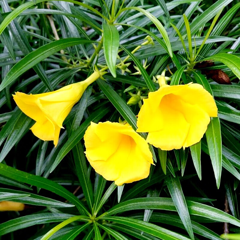 花苗重瓣种子树苗用种籽黄花观叶种孑 黄花夹竹桃种子一斤(约5克/粒