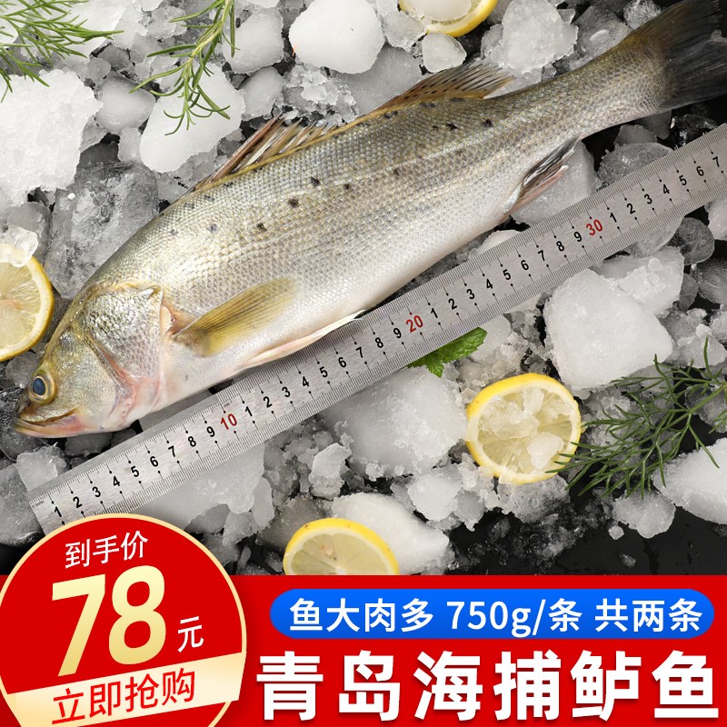 海宏盈 青岛鲈鱼 1500g/共2条 鲜活新鲜急冻海鲈鱼海鱼寨花鱼海鲜生鲜