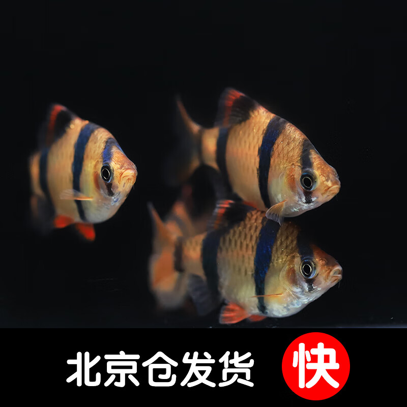 虎皮鱼鱼观赏鱼绿虎皮新手混养群游热带鱼小缸鱼耐养皮实 虎皮鱼3条装