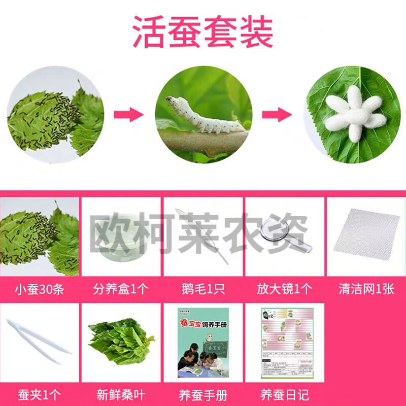 蚕宝宝活体春蚕幼虫活物儿童学生养蚕套装小蚕1龄234龄送新鲜桑叶 活